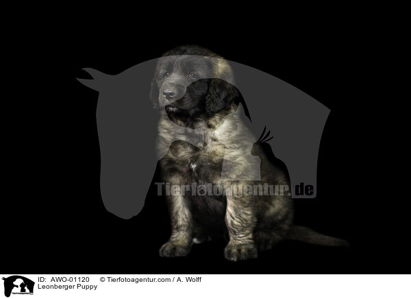 Leonberger Puppy / AWO-01120