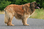 10 years old Leonberger