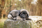 lying Leonberger Puppy