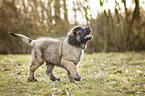 walking Leonberger Puppy