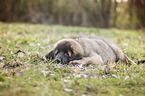 lying Leonberger Puppy