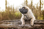 Leonberger Puppy
