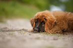 young Leonberger
