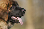 Leonberger puppy