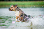 running Louisiana Catahoula Leopard Dog