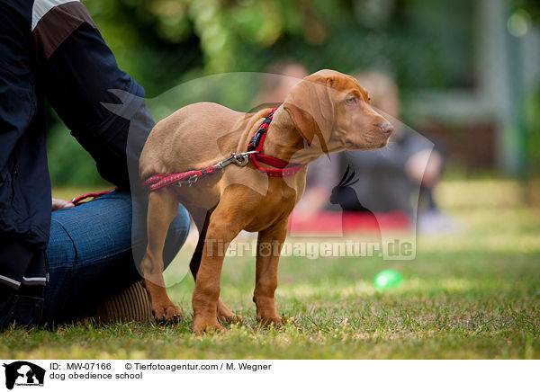 dog obedience school / MW-07166