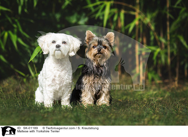 Maltese with Yorkshire Terrier / SK-01189