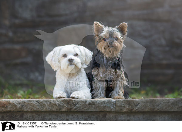 Maltese with Yorkshire Terrier / SK-01357