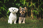 Maltese with Yorkshire Terrier