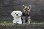 Maltese with Yorkshire Terrier