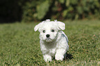 Maltese Puppy