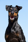 Manchester Terrier Portrait