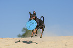 Manchester Terrier plays frisbee