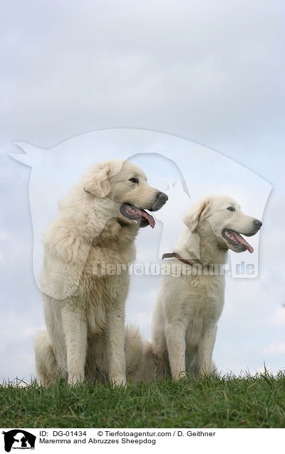 Maremma and Abruzzes Sheepdog / DG-01434