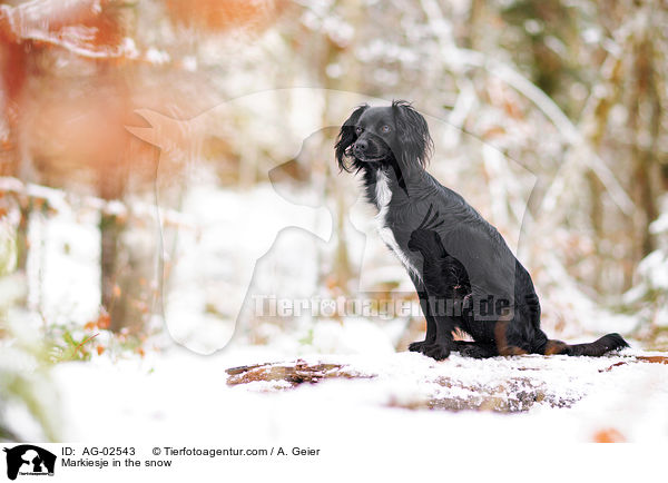 Markiesje in the snow / AG-02543