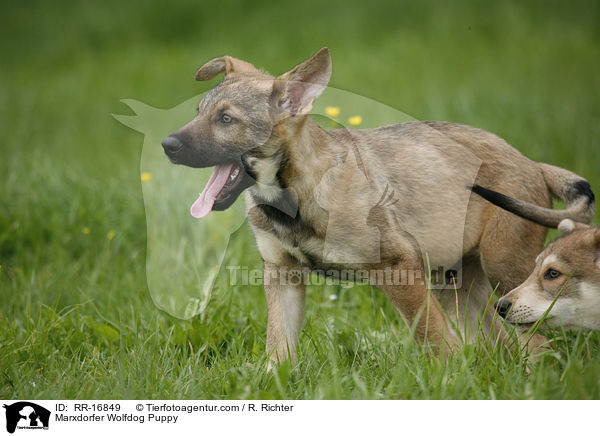 Marxdorfer Wolfdog Puppy / RR-16849