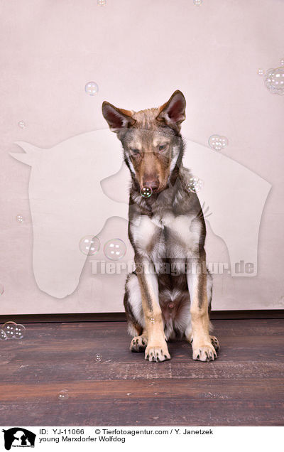young Marxdorfer Wolfdog / YJ-11066