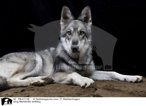 lying Marxdorfer wolfdog / PB-01138