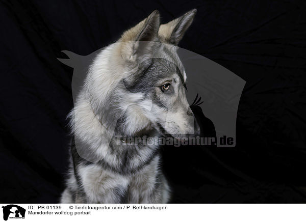 Marxdorfer wolfdog portrait / PB-01139