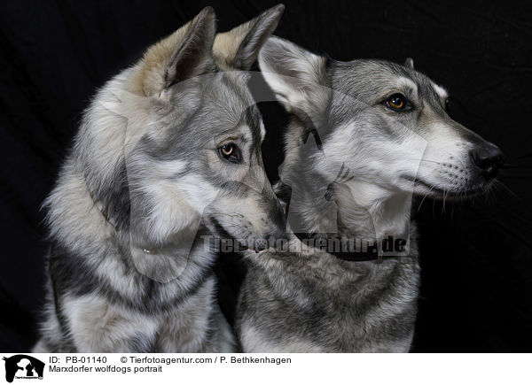 Marxdorfer wolfdogs portrait / PB-01140