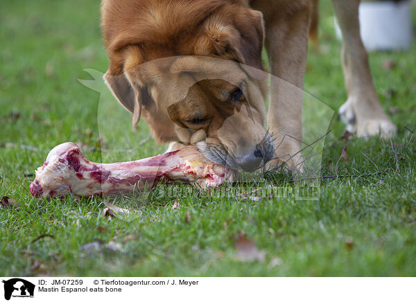 Mastin Espanol eats bone / JM-07259
