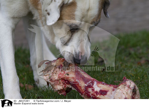 Mastin Espanol eats bone / JM-07261