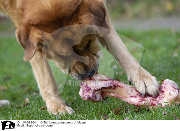 Mastin Espanol eats bone / JM-07264