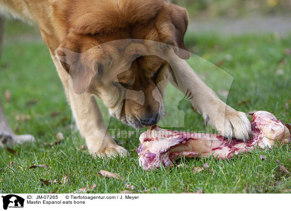 Mastin Espanol eats bone / JM-07265