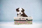 Miniature American Shepherd Puppy, HG-gepunktet, bg-spotted, bg-dotted