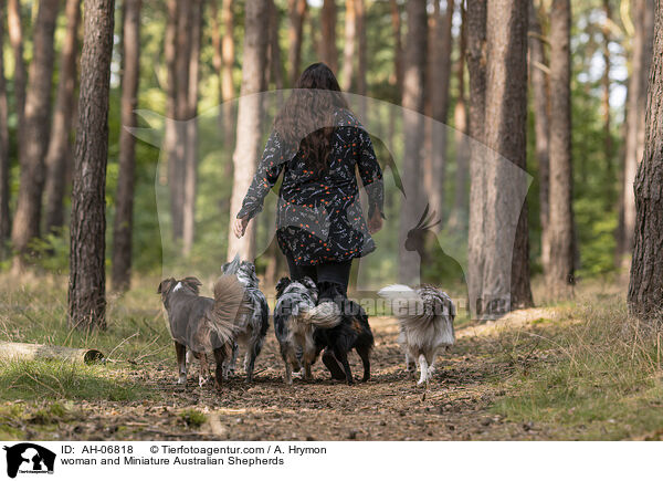 woman and Miniature Australian Shepherds / AH-06818