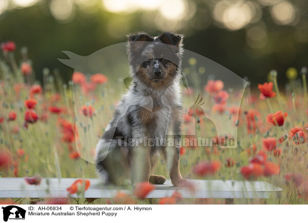 Miniature Australian Shepherd Puppy / AH-06834