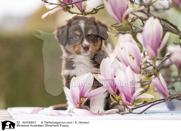 Miniature Australian Shepherd Puppy / AH-06841