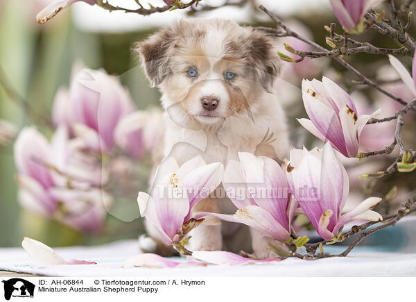 Miniature Australian Shepherd Puppy / AH-06844