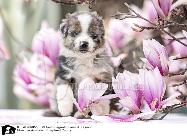 Miniature Australian Shepherd Puppy / AH-06855