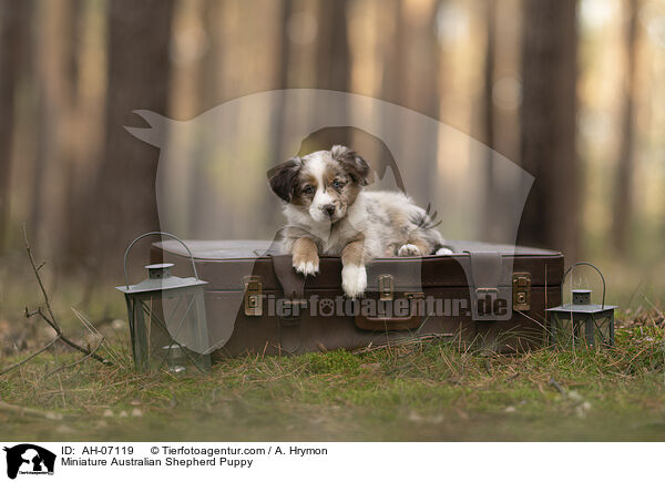 Miniature Australian Shepherd Puppy / AH-07119