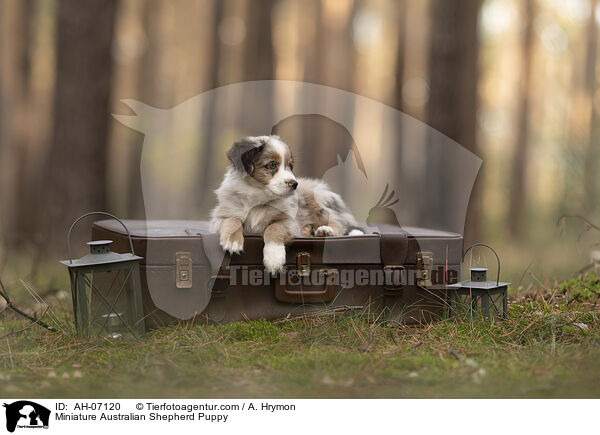 Miniature Australian Shepherd Puppy / AH-07120