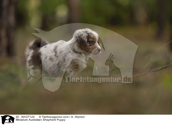 Miniature Australian Shepherd Puppy / AH-07122