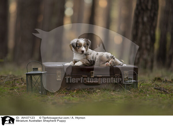 Miniature Australian Shepherd Puppy / AH-07123