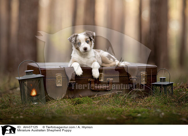 Miniature Australian Shepherd Puppy / AH-07125