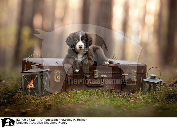 Miniature Australian Shepherd Puppy / AH-07126