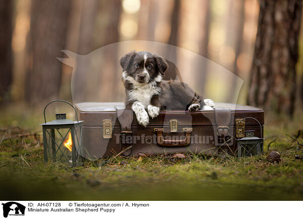 Miniature Australian Shepherd Puppy / AH-07128