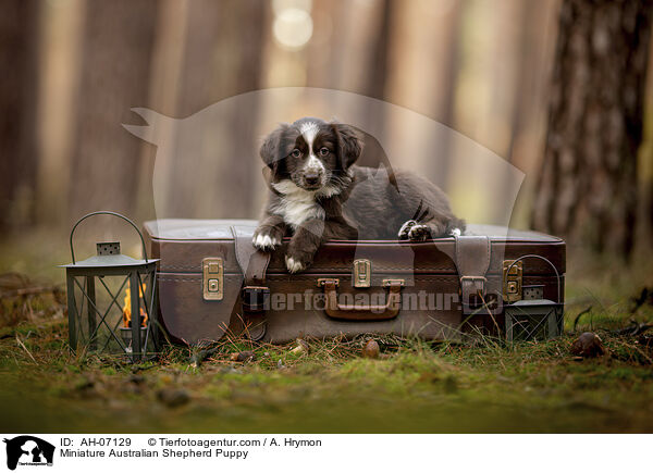 Miniature Australian Shepherd Puppy / AH-07129
