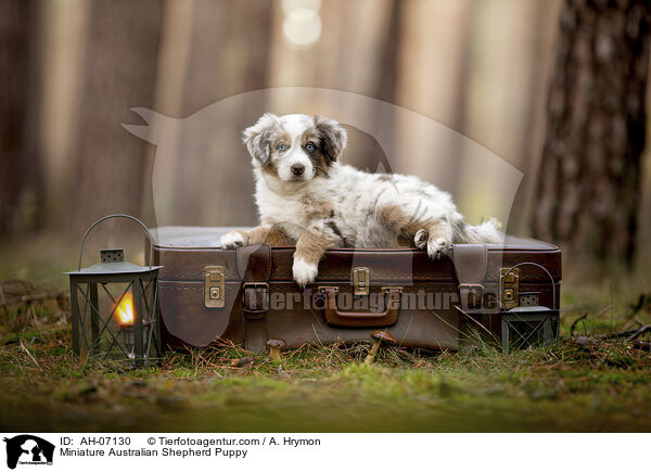 Miniature Australian Shepherd Puppy / AH-07130