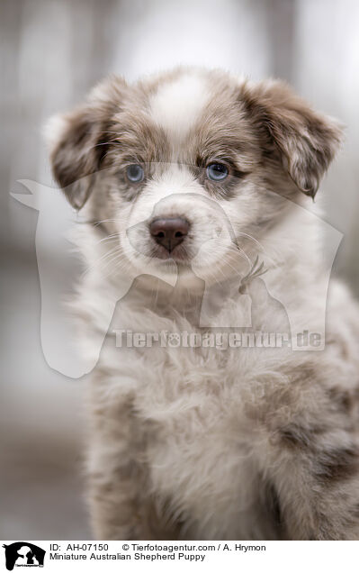 Miniature Australian Shepherd Puppy / AH-07150