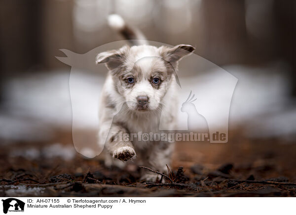 Miniature Australian Shepherd Puppy / AH-07155
