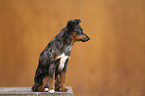 female Miniature Australian Shepherd