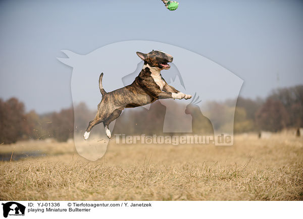 playing Miniature Bullterrier / YJ-01336