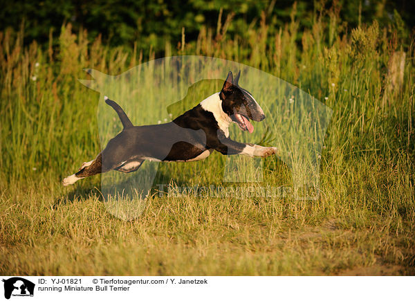 running Miniature Bull Terrier / YJ-01821
