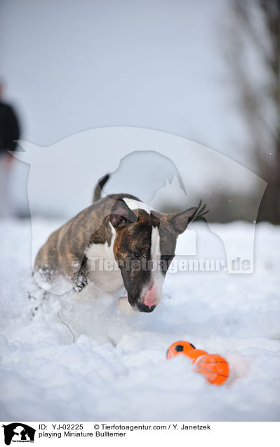playing Miniature Bullterrier / YJ-02225