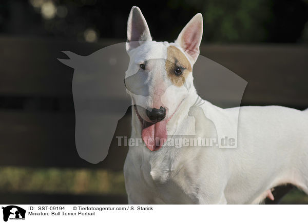 Miniature Bull Terrier Portrait / SST-09194